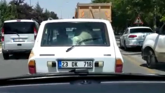 Kurbanlık Koyunu Bakın Nasıl Taşıdı