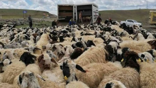 Muhtarın öldürüldüğü sürü kavgası sonrası 4 bin 500 küçükbaş ilçe dışına taşındı