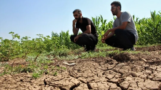Murat Nehri'nde sular çekildi, tarım başladı