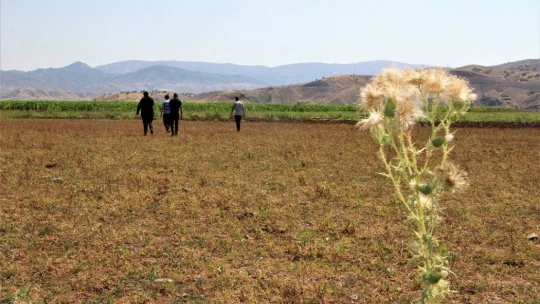 Murat Nehri'nde sular çekildi, tarım başladı