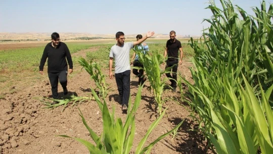 Murat Nehri'nde sular çekildi, tarım başladı
