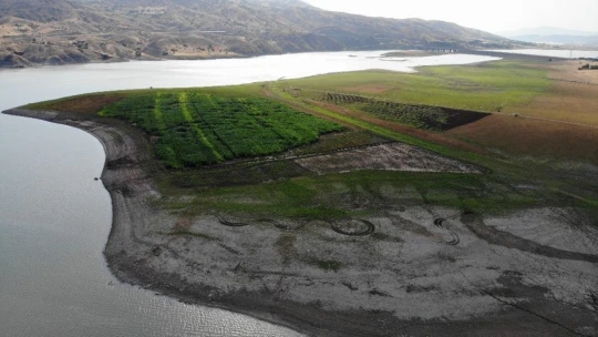 Murat Nehri'nde sular çekildi, tarım başladı