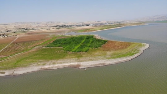 Murat Nehri'nde sular çekildi, tarım başladı