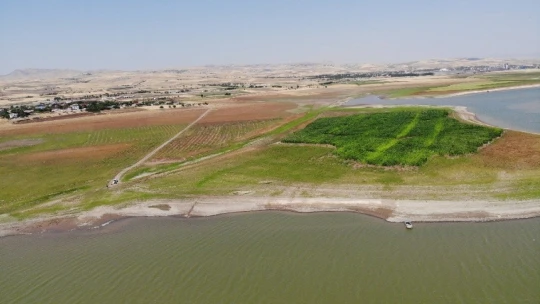 Murat Nehri'nde sular çekildi, tarım başladı
