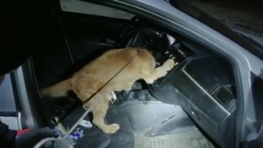 Narkotik Köpeği Alex Uyuşturucuya Geçit Vermedi, 2 Gözaltı