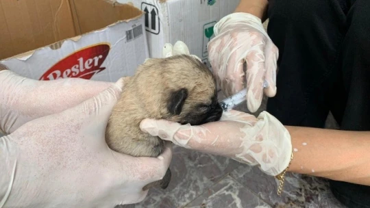 Ölüme terk edilen yavru köpekler, biberonla beslenmeye başlandı