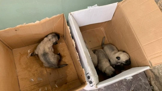 Ölüme terk edilen yavru köpekler, biberonla beslenmeye başlandı