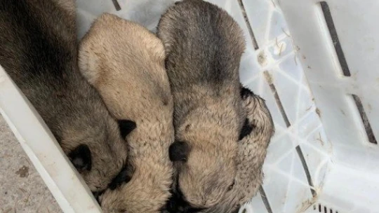 Ölüme terk edilen yavru köpekler, biberonla beslenmeye başlandı