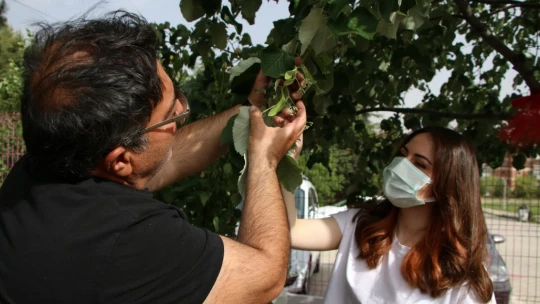 Ormancı babadan örnek uygulama
