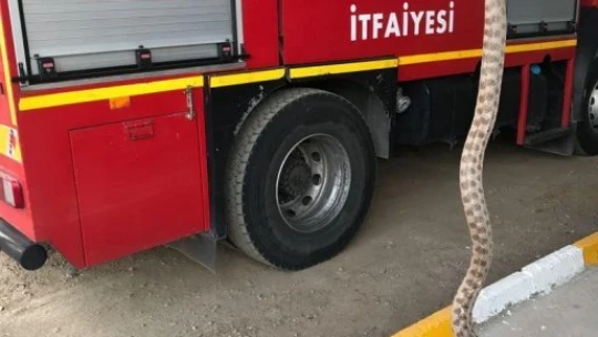 Otomobilin alt kısmına giren yılanı itfaiye çıkardı