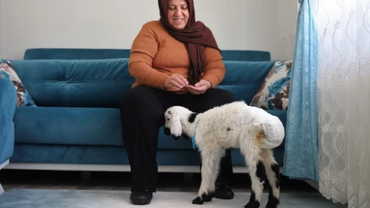 Sahiplendiği kuzu, hem evinin neşesi, hem de terapisi oldu