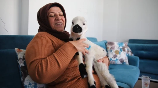 Sahiplendiği kuzu, hem evinin neşesi, hem de terapisi oldu