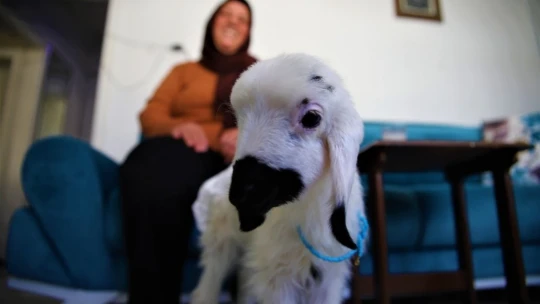 Sahiplendiği kuzu, hem evinin neşesi, hem de terapisi oldu