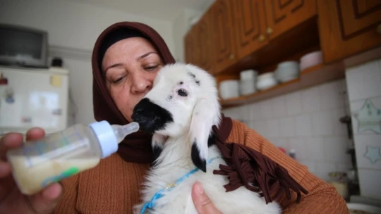 Sahiplendiği kuzu, hem evinin neşesi, hem de terapisi oldu