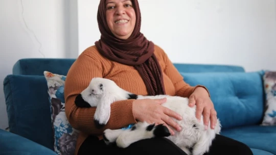Sahiplendiği kuzu, hem evinin neşesi, hem de terapisi oldu