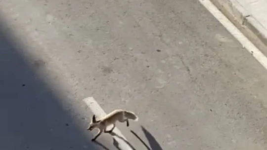 Şehir merkezine inen tilki eve girdi