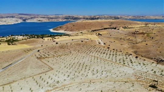 Şehit oğlunun anısına, 2 bin 500 fidanla orman oluşturdu