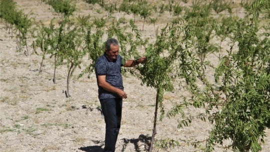 Şehit oğlunun anısına, 2 bin 500 fidanla orman oluşturdu