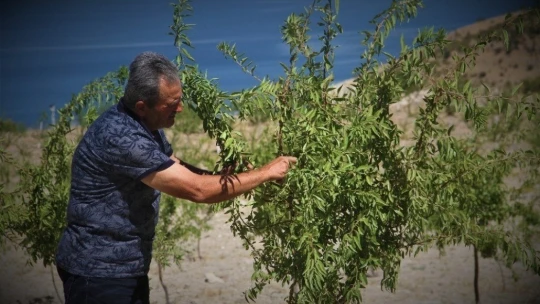 Şehit oğlunun anısına, 2 bin 500 fidanla orman oluşturdu