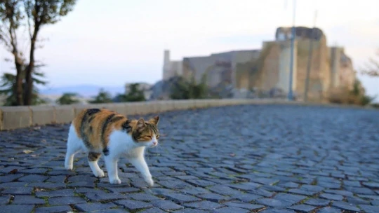 Sessizliğe bürünen medeniyetler beşiği Harput'ta sonbahar güzelliği