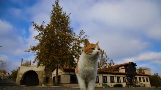 Sessizliğe bürünen medeniyetler beşiği Harput'ta sonbahar güzelliği