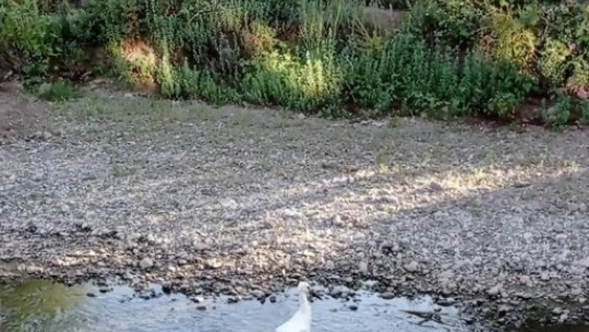 Tedavisi tamamlanan yavru leylek doğaya bırakıldı