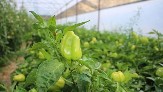Tescilli Keban Biberinin Lezzeti Ülke Sınırlarını Aştı