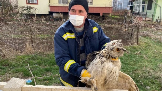Vurulan kulaklı orman baykuşu bulundu, tedavi altına alındı