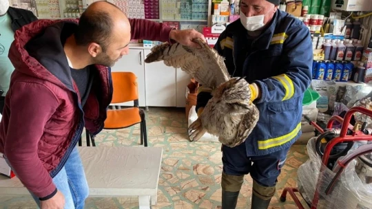 Vurulan kulaklı orman baykuşu bulundu, tedavi altına alındı