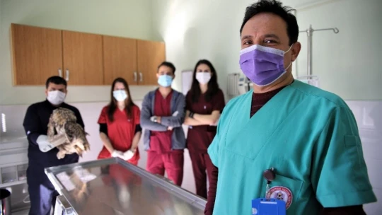 Vurulan kulaklı orman baykuşu bulundu, tedavi altına alındı