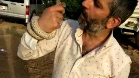 Yakaladığı yılanı böyle sevip öptü, o anlar kameraya yansıdı