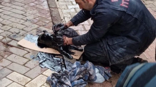 Yakıt tankına düşen kedi kurtarıldı