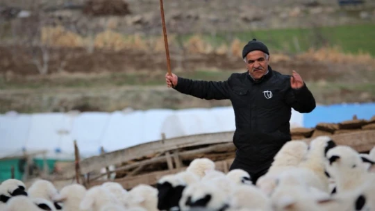 Yüzlerce kuzunun anneleriyle duygusal buluşması