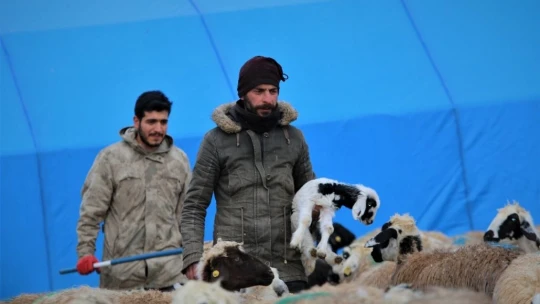 Yüzlerce kuzunun anneleriyle duygusal buluşması
