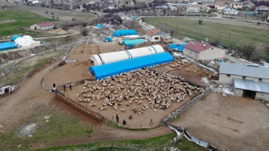 Yüzlerce kuzunun anneleriyle duygusal buluşması