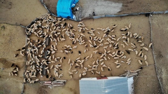 Yüzlerce kuzunun anneleriyle duygusal buluşması