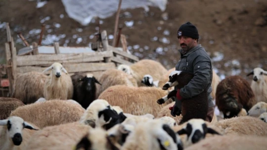 Yüzlerce kuzunun anneleriyle duygusal buluşması