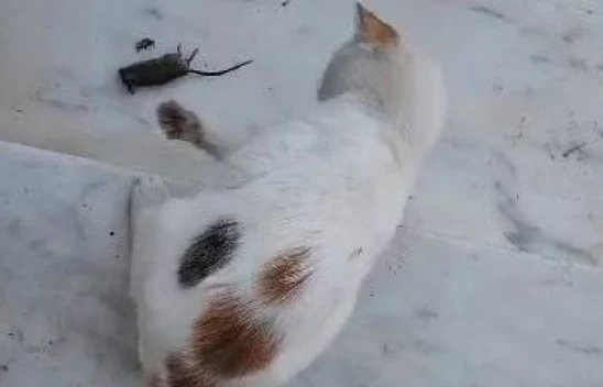 Kovancılar'da Kedinin Fareyle Oynaması Gülümsetti !
