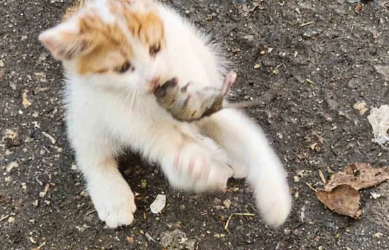 'Kedinin fareyle oynadığı gibi oynamak' deyimi Kovancılar'da hayat buldu