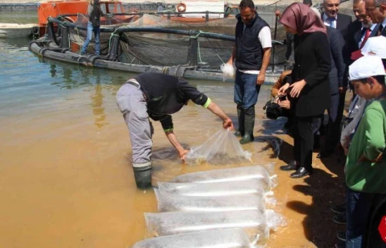 18 İlde 12 Milyon Yavru Sazan Suyla Buluştu