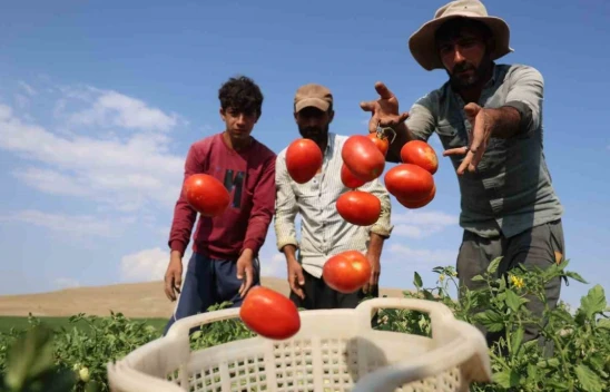Domates Hiç Bu Kadar Ucuz Olmamıştı !