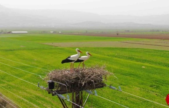 Yurtbaşında 60 Yıldır Aynı Direğe Yuva Yapıyorlardı, Bu Yıl Yine Geldiler