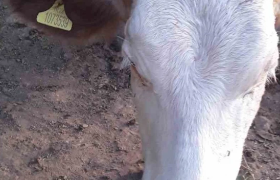 7 gündür kayıp olan ineği jandarma buldu