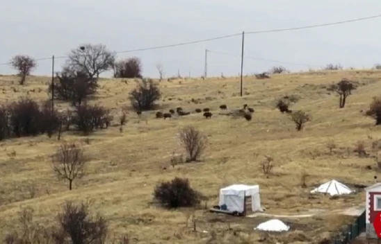 Aç Kalan Domuz Sürüsü Şehir Merkezine İndi