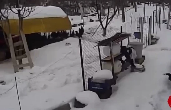 Aç Kalan Sokak Köpekleri Tavuklara Saldırdı, O Anlar Güvenlik Kamerasına Yansıdı