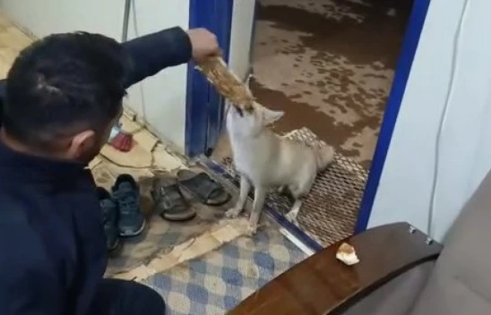 Elazığ'da Bir Vatandaşın Tilkiyle Dostluğu Görenleri Şaşırtıyor
