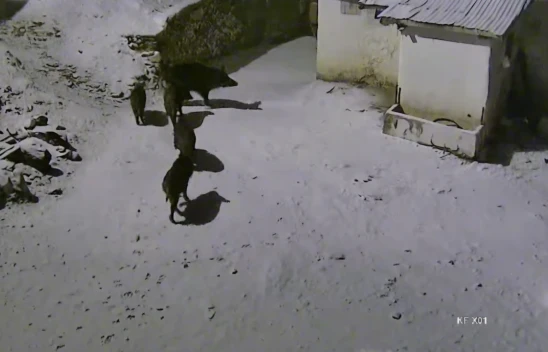 Aç Kalan Yaban Domuzları Köyde Görüldü: Kameralara Yansıyan İlginç Anlar