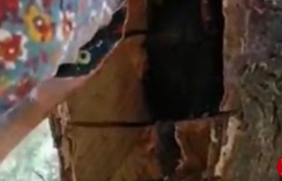 Ağaç Gövdesinden Kova Kova Bal Çıktı, Görenler Hayrete Düştü