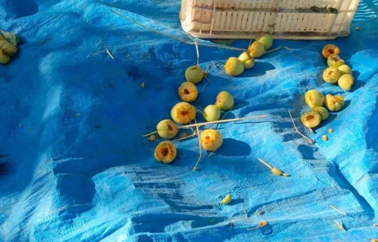 Keban'da ağaçkakanlar dadandı, kayısılar çöp oldu