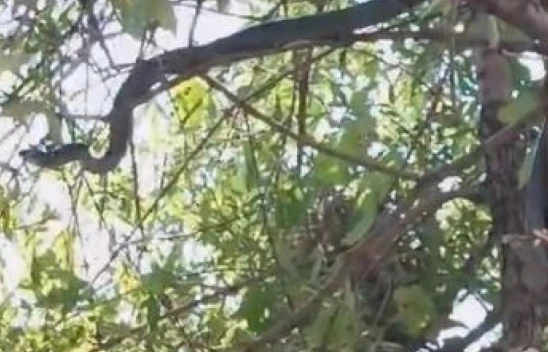 Alacakaya'da, Ağaçta kuş avına çıkan 3 metrelik yılan görüntülendi